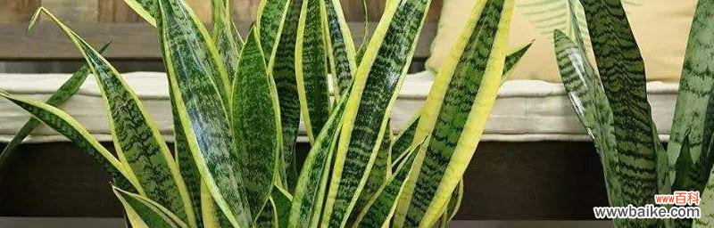 方法与注意事项 虎皮兰移栽指南