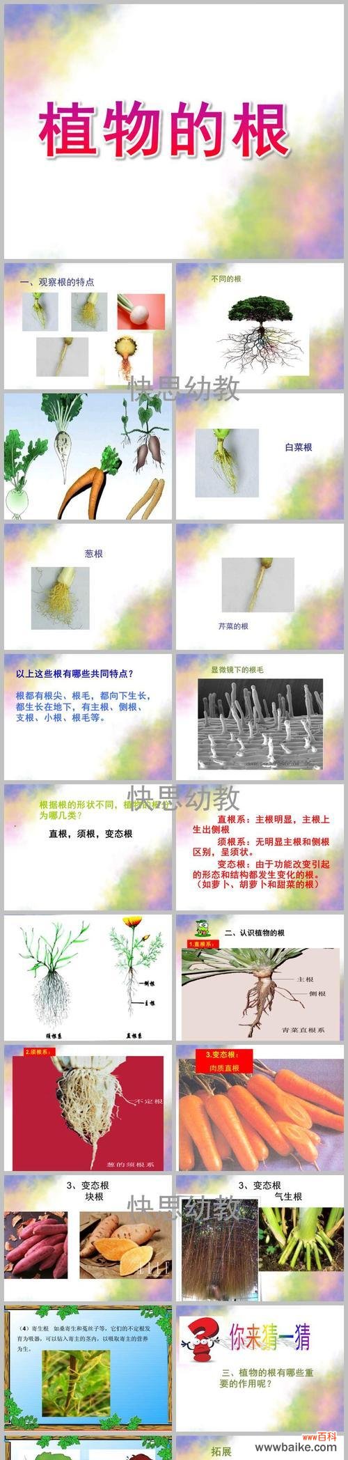 探寻植物根的秘密——从根发现植物世界的奥妙 植物根的结构与功能