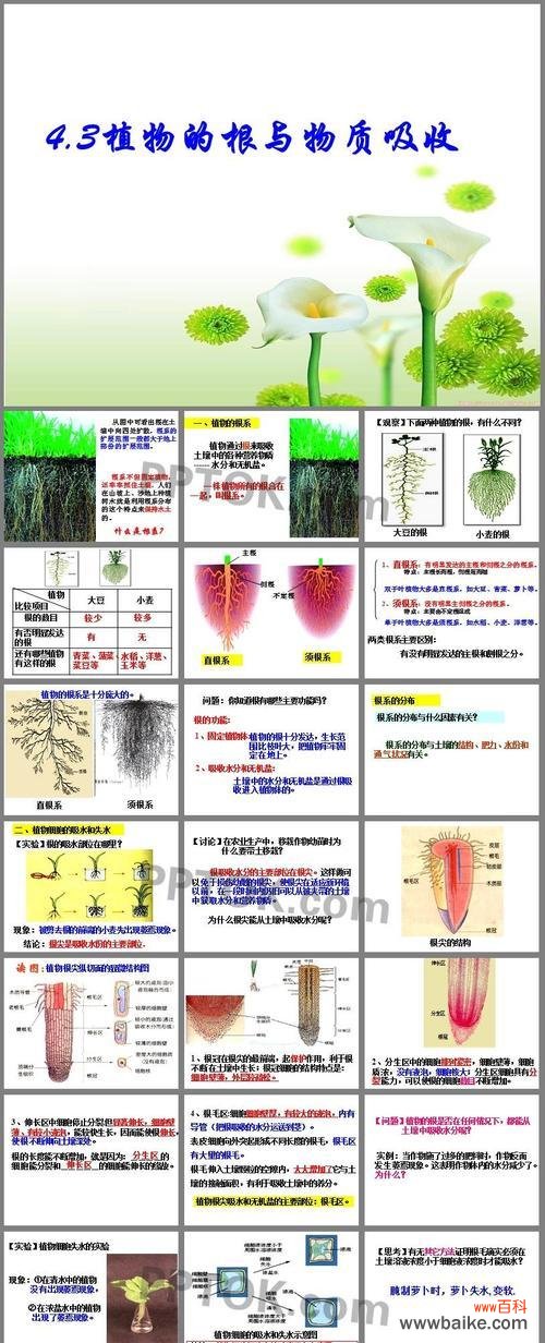 探寻植物根的秘密——从根发现植物世界的奥妙 植物根的结构与功能
