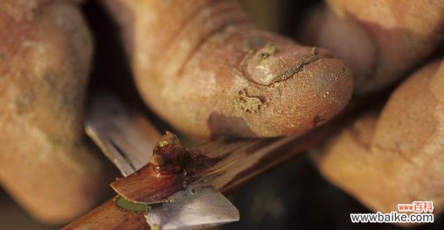 养护技巧、嫁接方法，教你打造健康果树 实生砧木栽培全攻略