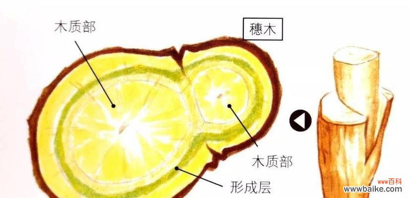 养护技巧、嫁接方法，教你打造健康果树 实生砧木栽培全攻略