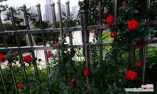 挑选爬墙月季品种的八大要点 如何选择最好的爬墙月季品种?