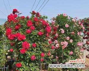 挑选爬墙月季品种的八大要点 如何选择最好的爬墙月季品种?