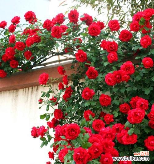 挑选爬墙月季品种的八大要点 如何选择最好的爬墙月季品种?