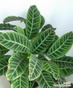 水竹芋，一种美丽的室内观叶植物 水竹芋的种植和养护方法