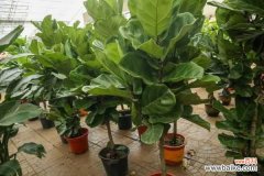 琴叶榕疫腐病防治方法