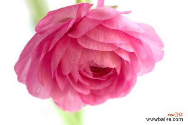 花毛茛的虫害防治方法