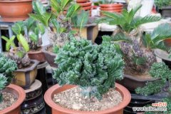 麒麟掌曲霉腐烂病的防治方法