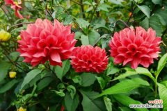 大丽花虫害防治方法