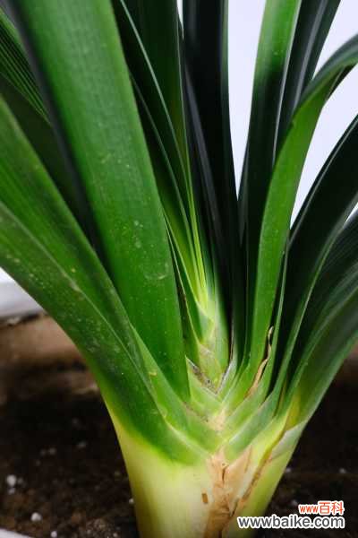 君子兰叶子黄了怎么办