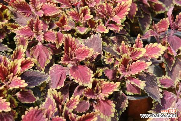 彩叶草虫害防治方法