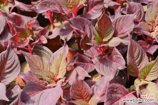 彩叶草虫害防治方法