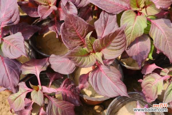 彩叶草虫害防治方法