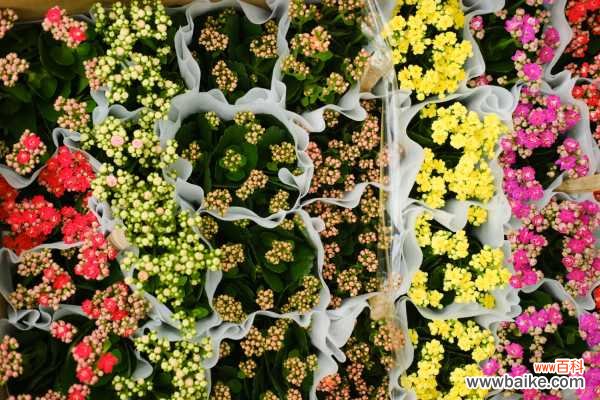 长寿花常见虫害防治方法