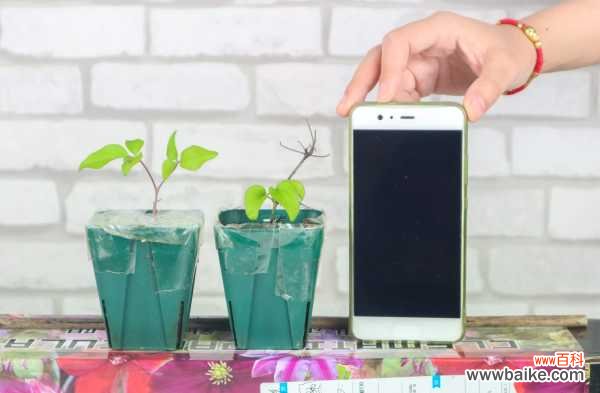 铁线莲虫害及防治方法