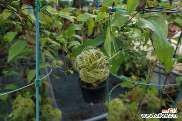 铁线莲虫害及防治方法