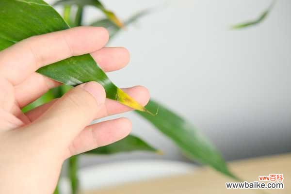 富贵竹叶发黄怎么治疗,叶子枯萎怎么办