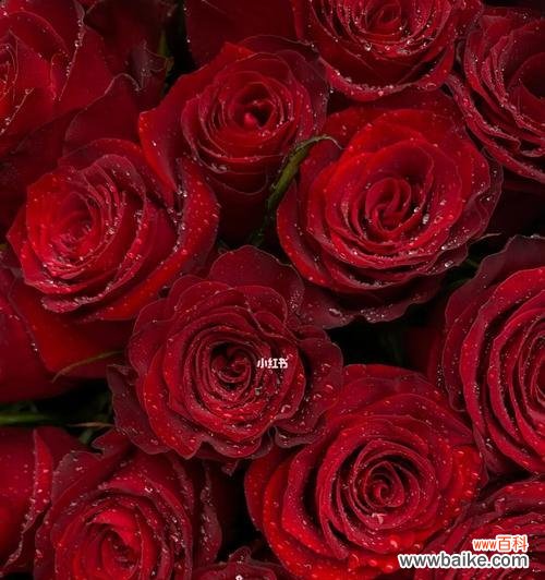 探索玫瑰花所象征的品格特质 玫瑰花