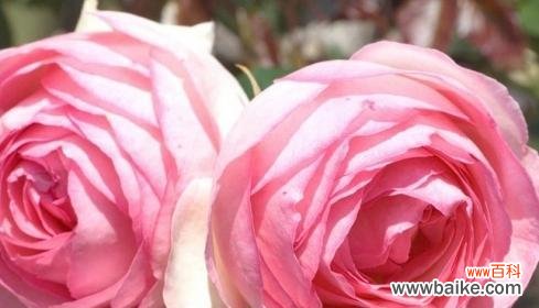 探寻玫瑰花不同颜色背后的隐含意义 玫瑰花色的含义及象征意义