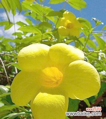 探索豌豆花所代表的情感和神话背后的故事 豌豆花语的含义及传说