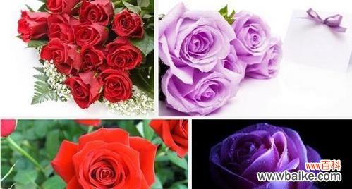 探索玫瑰花的象征意义与情感语言 玫瑰花的寓意与花语——情感的传递与表达