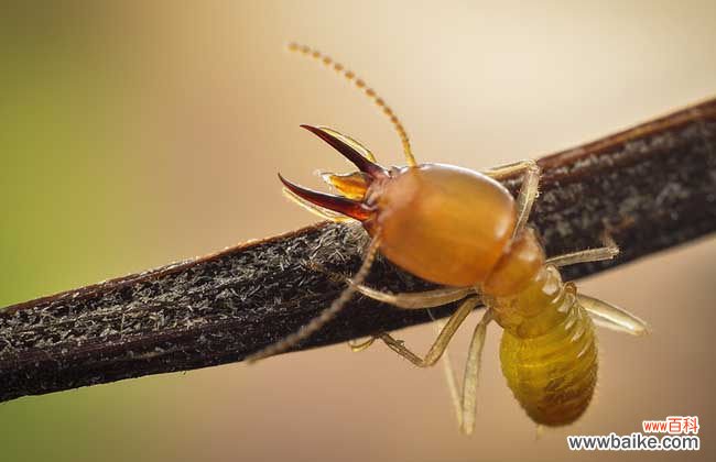 家里出现白蚁如何解决 家里发现白蚁怎么办?