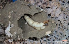 家里出现白蚁如何解决 家里发现白蚁怎么办？