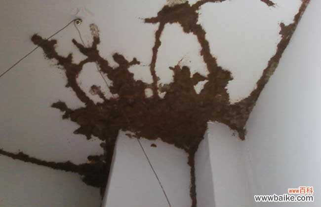 家里出现白蚁如何解决 家里发现白蚁怎么办?