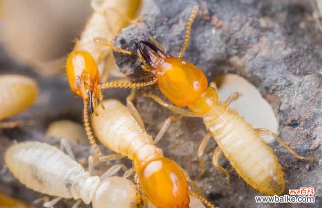 家里出现白蚁如何解决 家里发现白蚁怎么办?