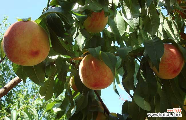 核桃放冰箱里为什么里面都黑了 桃子可以放冰箱保存吗?