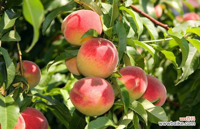 核桃放冰箱里为什么里面都黑了 桃子可以放冰箱保存吗?