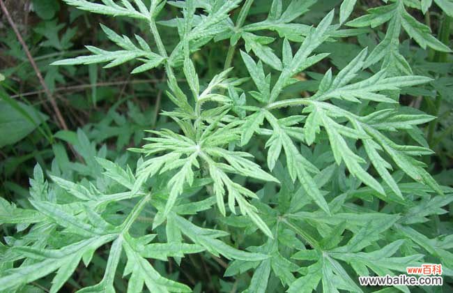 艾叶煮水洗脸的坏处 艾草洗脸有那些好处？