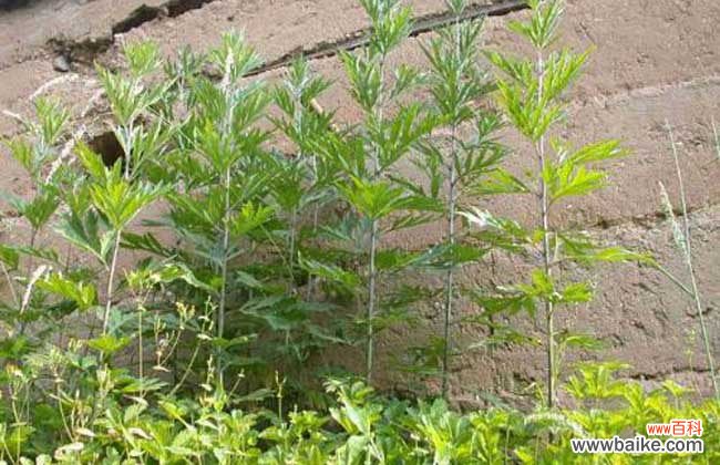 艾叶煮水洗脸的坏处 艾草洗脸有那些好处？