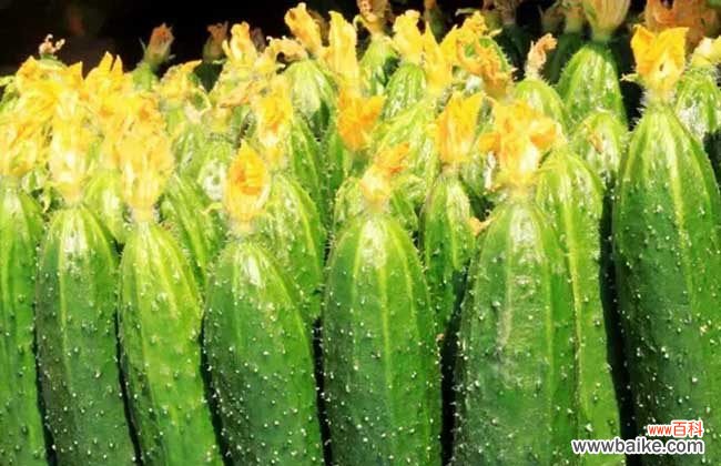 水沫子最快鉴别方法 避孕黄瓜的鉴别方法