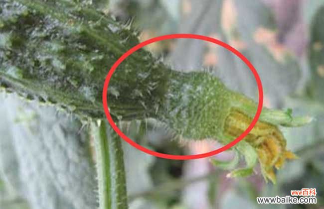 水沫子最快鉴别方法 避孕黄瓜的鉴别方法