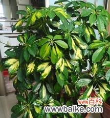 八方来财树开花是什么预兆？预示着什么含义？