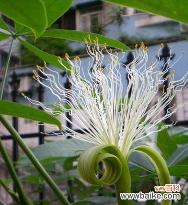 八方来财树开花是什么预兆？预示着什么含义？