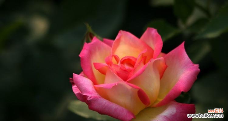 安庆市花是月季吗？月季花的寓意是什么？