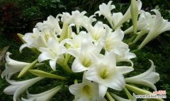 白百合花的花语是什么？如何表达爱意？