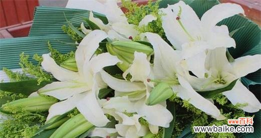 白百合花的花语是什么?如何表达爱意?