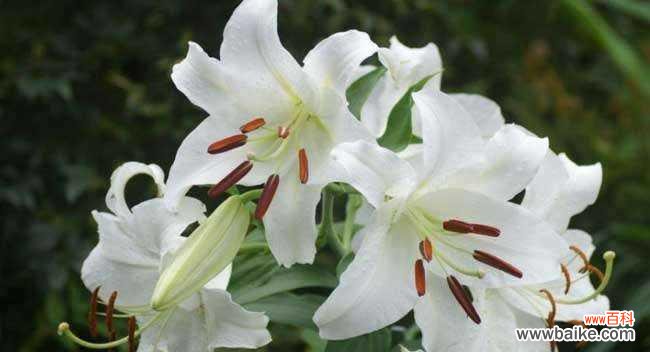 白百合花的花语是什么?如何表达爱意?