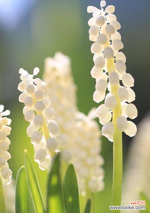 白风信子花语是什么意思？它代表了哪些意义？