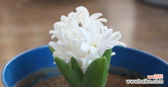 白风信子花语是什么意思？它代表了哪些意义？