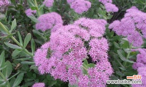 八宝景天风水寓意是什么?摆放位置有何讲究?