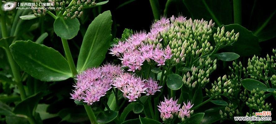 八宝景天风水寓意是什么?摆放位置有何讲究?