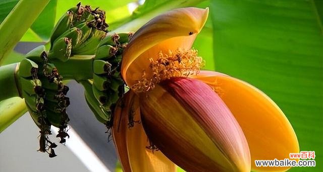 芭蕉树在风水中扮演什么角色?它的寓意有哪些?