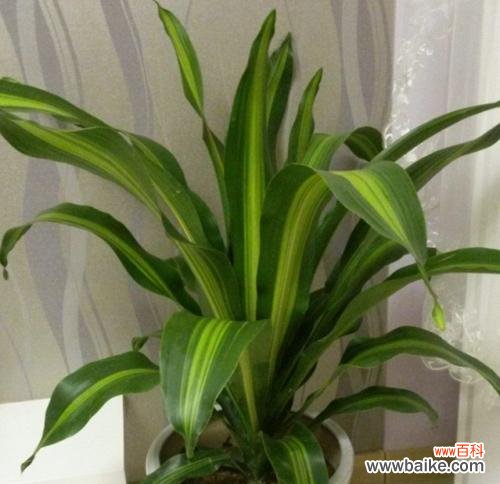 巴西木的风水作用是什么?它在风水上的寓意有哪些?