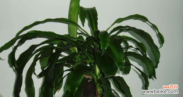 巴西木的风水作用是什么?它在风水上的寓意有哪些?