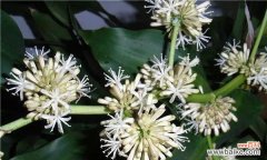 巴西木花语和寓意代表着什么意思？如何理解巴西木的象征意义？