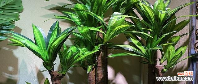 巴西木的花语是什么?巴西木寓意有哪些常见问题?